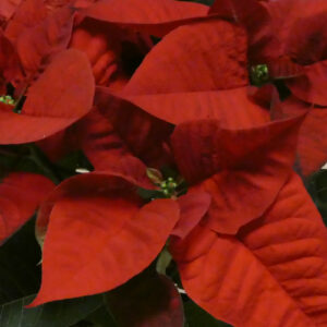 Poinsettia
